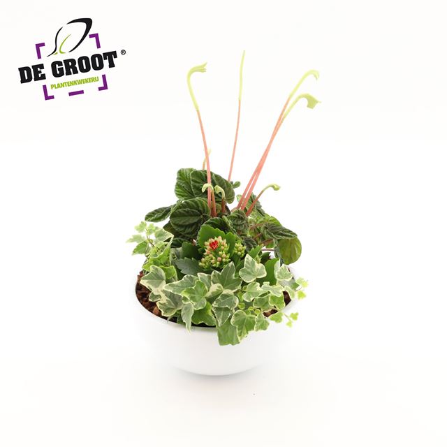 Picture of PEPEROMIA ARRANGEMENT IN WHITE CERAMIC