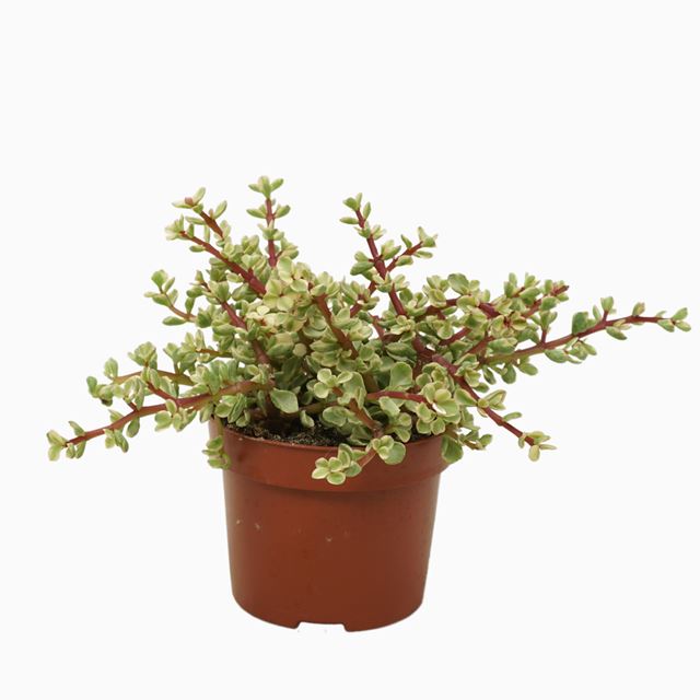 Picture of PORTULACARIA VARIEGATA