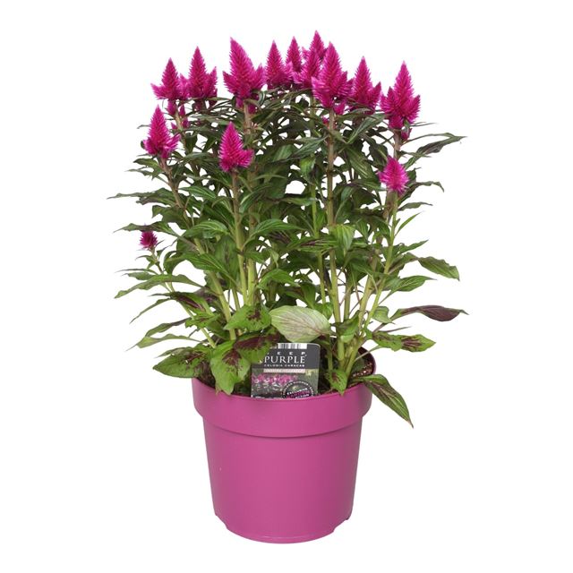 Picture of Celosia argentea deep purple