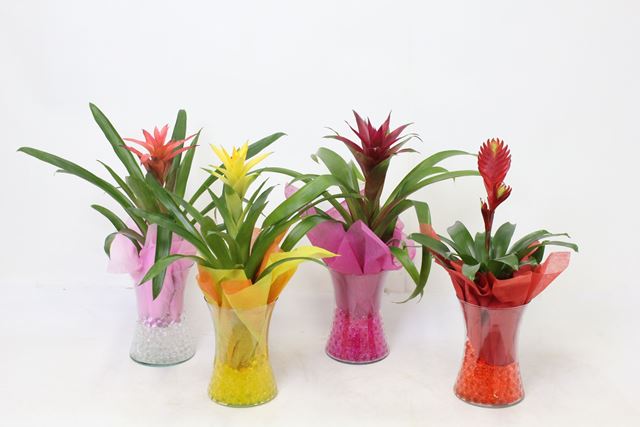Picture of Bromelia mix in diablo glass