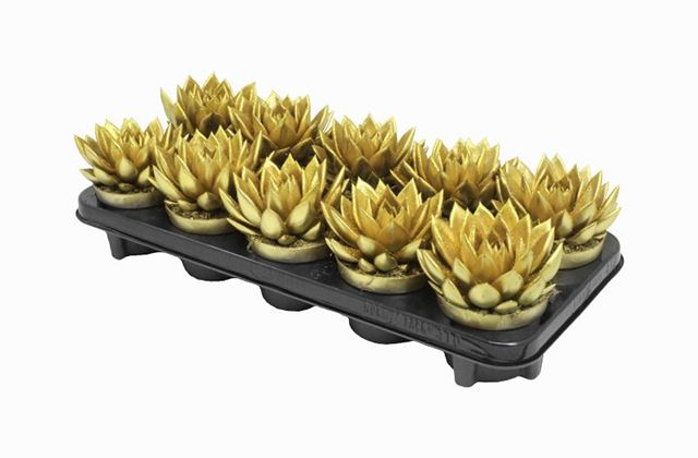 Picture of ECHEVERIA MIRANDA GOLD+GLITTER