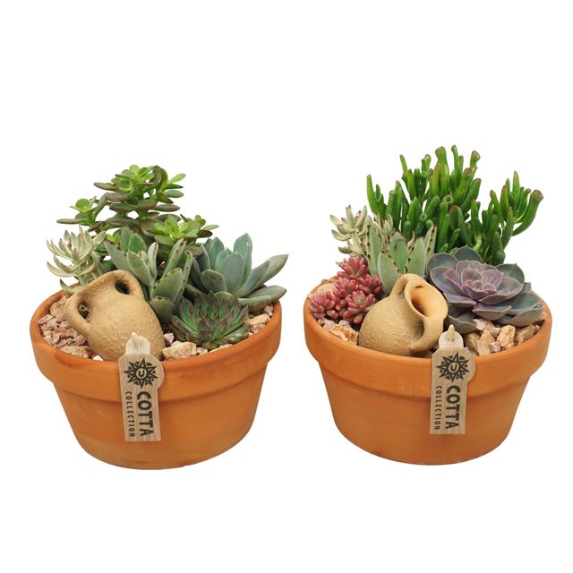 Picture of SUCCULENT ARRANGEMENT IN TERRACOTTA BOWL