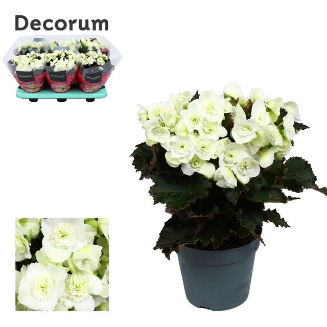 Picture of BEGONIA JOY WHITE
