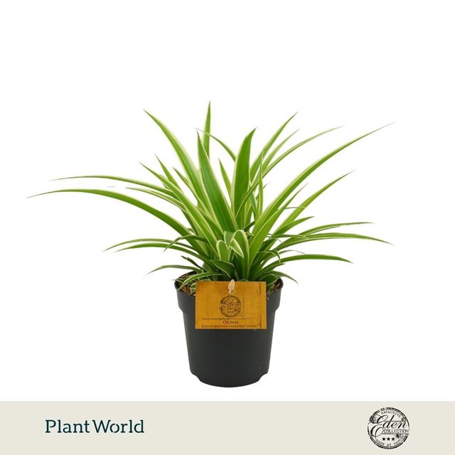 Picture of Chlorophytum comosum ocean