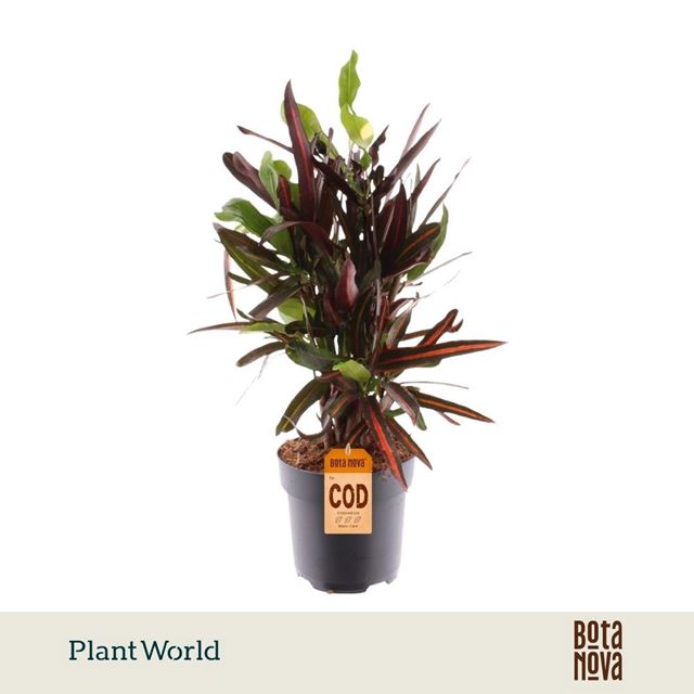 Picture of Codiaeum/croton mammi branched