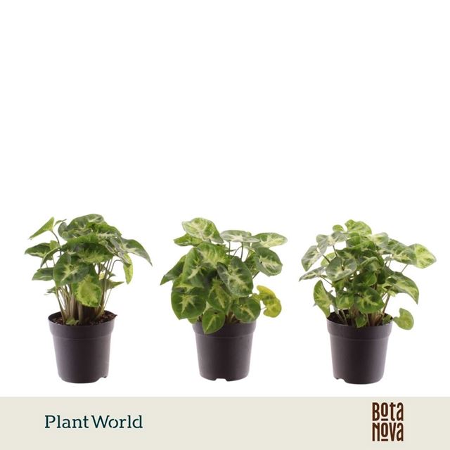 Picture of Syngonium podophyllum pixie