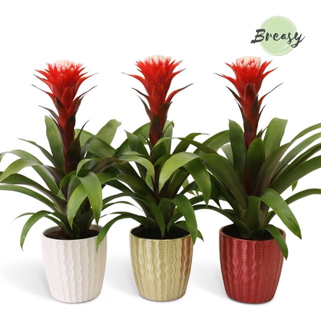 Picture of GUZMANIA ROCKYFLOWER HOPE IN CERAMIC