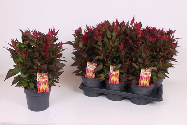 Picture of Celosia kelos fire scarlet