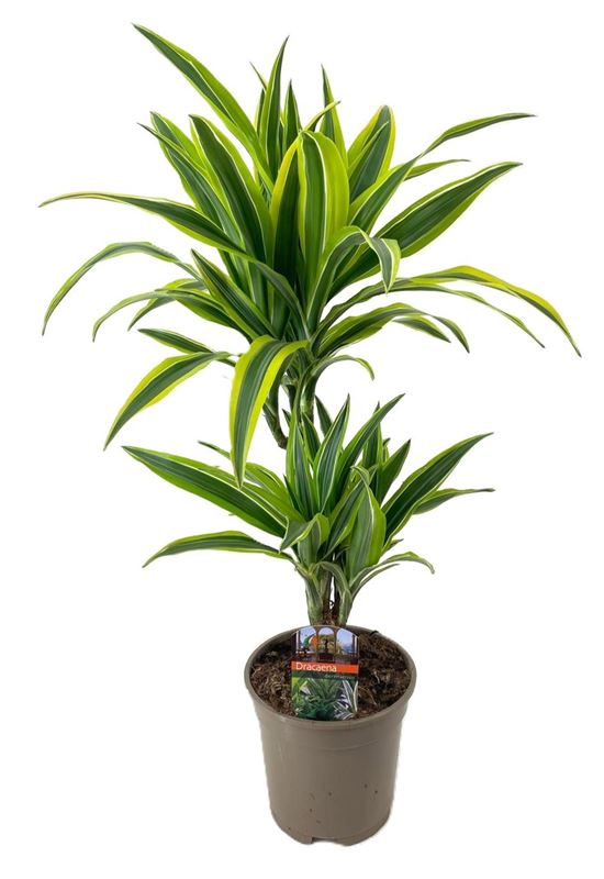 Picture of Dracaena fragrans lemon line 030+/010+
