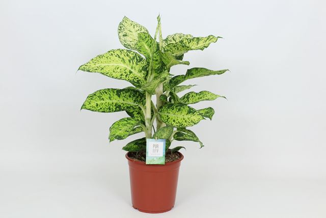 Picture of DIEFFENBACHIA COOL TIGRIS