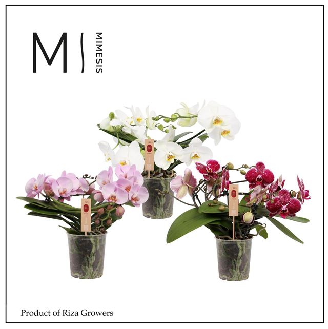 Picture of Phalaenopsis 03-stem muse mix