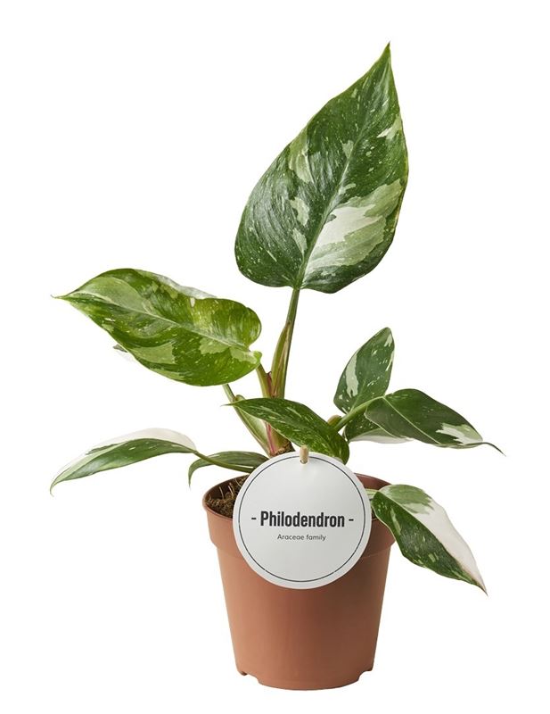 Picture of Philodendron erubescens white princess