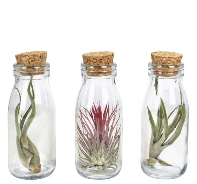 Picture of TILLANDSIA IN GLASS WITH CORK