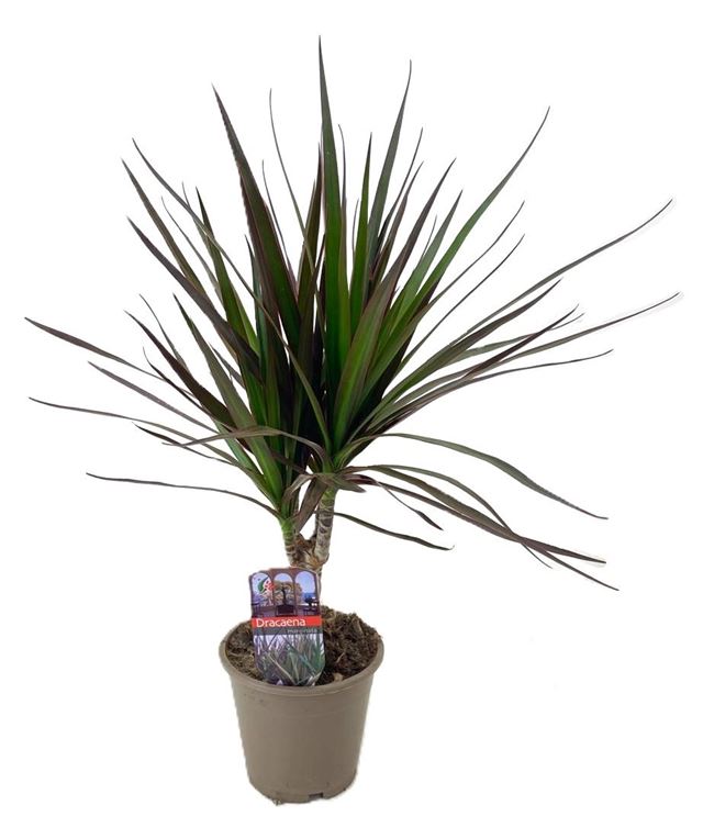 Picture of Dracaena marginata magenta on stem