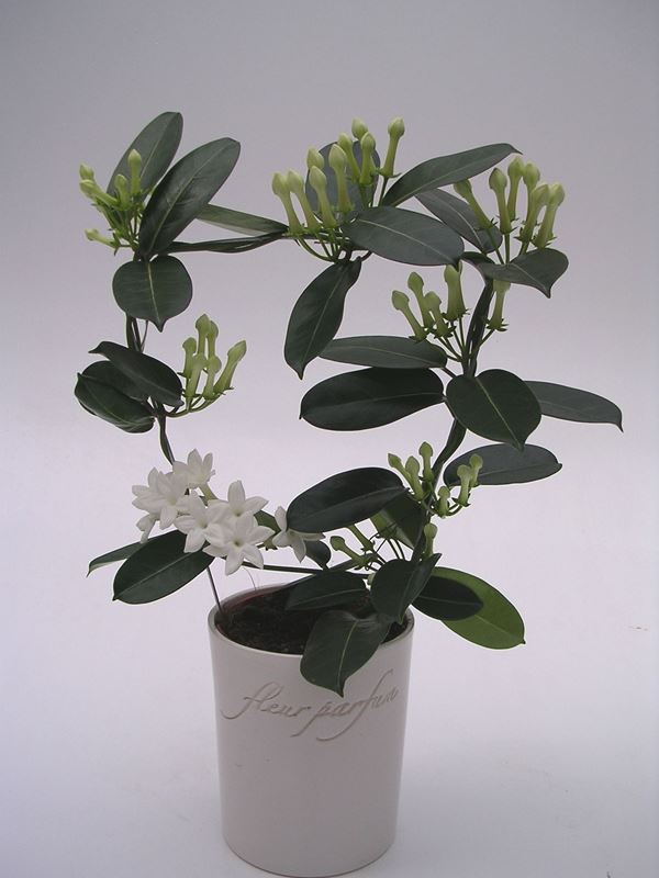 Picture of Stephanotis floribunda hoop 07 fl in ceramic