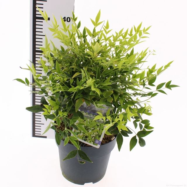 Picture of Nandina domestica lemon and lime