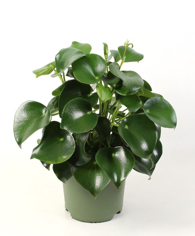 Picture of PEPEROMIA POLYBOTRYA RAINDROP