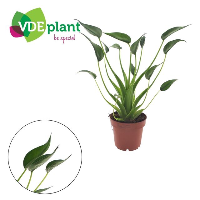 Picture of Alocasia tiny dancers