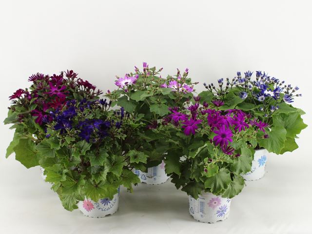 Picture of Senecio senetti