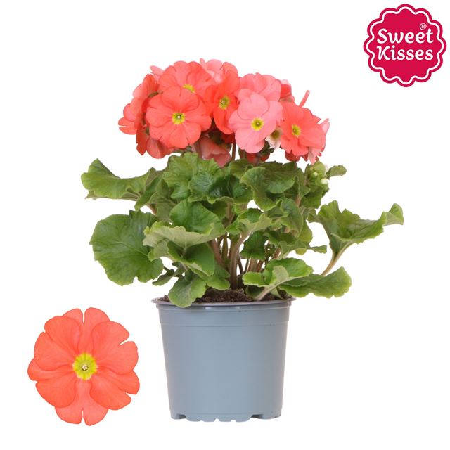 Picture of PRIMULA OBCONICA SWEET KISSES ORANGE