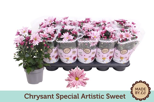 Picture of CHRYSANTHEMUM INDICUM SPECIAL ROSY