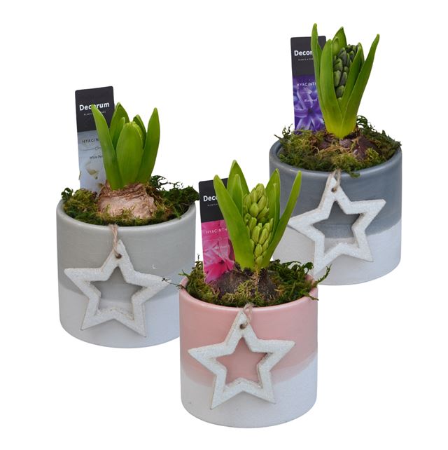 Picture of HYACINTHUS 01BULB FELICE CERAMIC