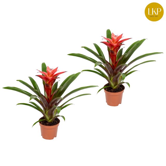 Picture of GUZMANIA LIBBY PINK