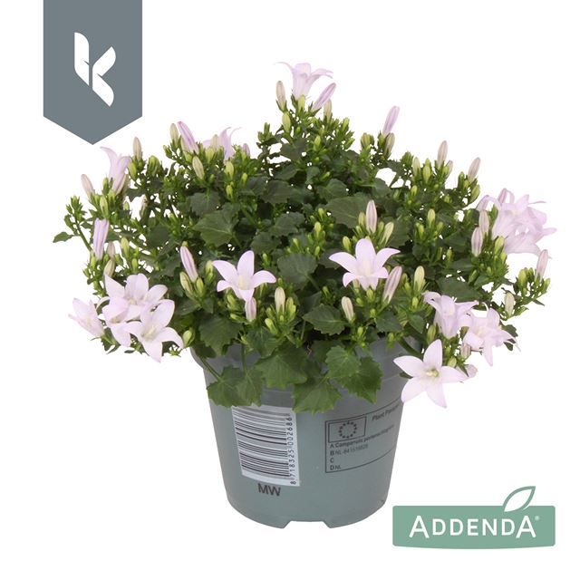 Picture of CAMPANULA AMBELLA WHITE