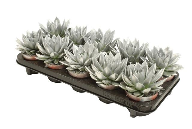 Picture of ECHEVERIA MIRANDA SILVER+GLITTER