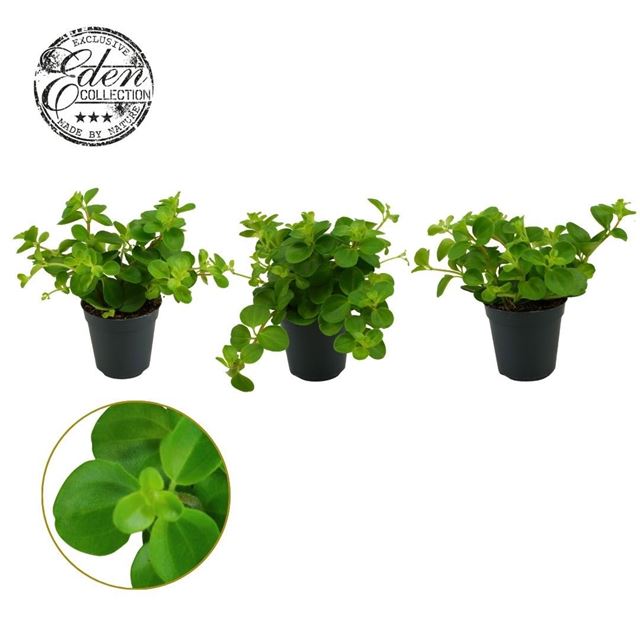 Picture of Peperomia rotundifolia
