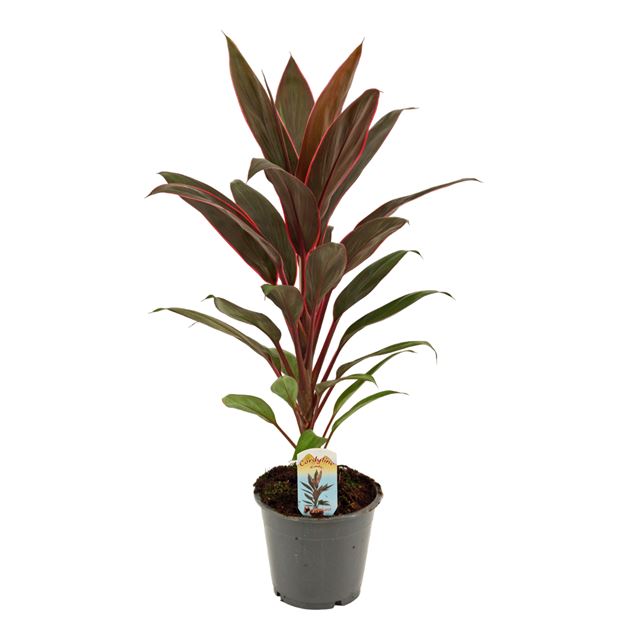 Picture of CORDYLINE FRUTICOSA RUMBA