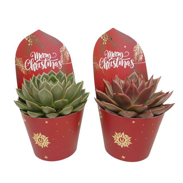 Picture of ECHEVERIA MIX + XMAS POTCOVER