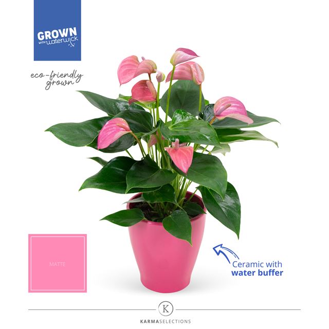 Picture of ANTHURIUM ANDREANUM PINK IN CERAMIC