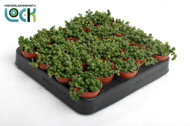 Picture of SENECIO ROWLEYANUS