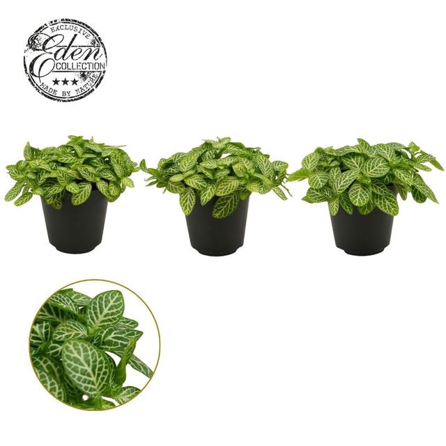 Picture of Fittonia verschaffeltii