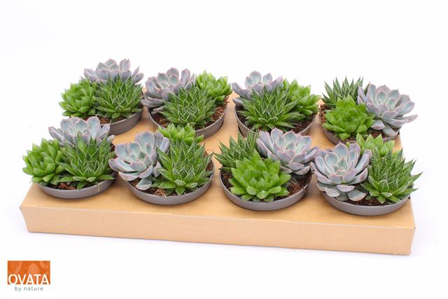 Picture of Succulent mix