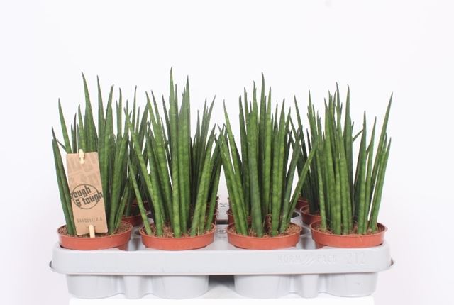 Picture of SANSEVIERIA BACULARIS MIKADO