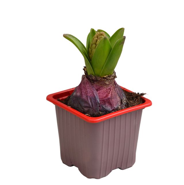 Picture of HYACINTHUS 01BULB RED