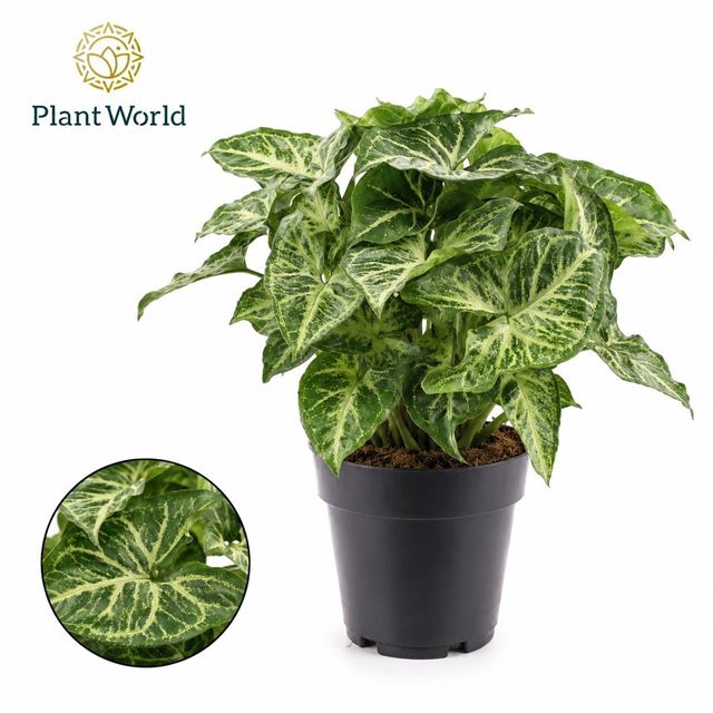 Picture of Syngonium podophyllum arrow feel green
