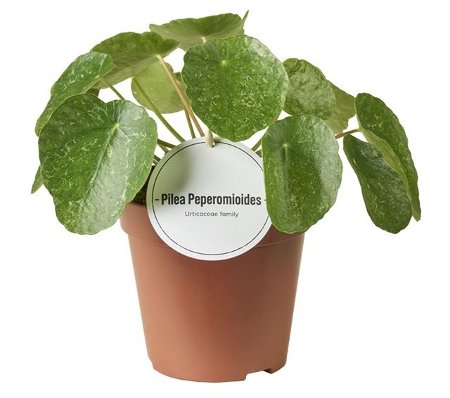 Picture of Pilea peperomioides sugar