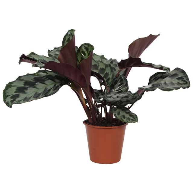 Picture of CALATHEA DRESSLERI KENNEDY