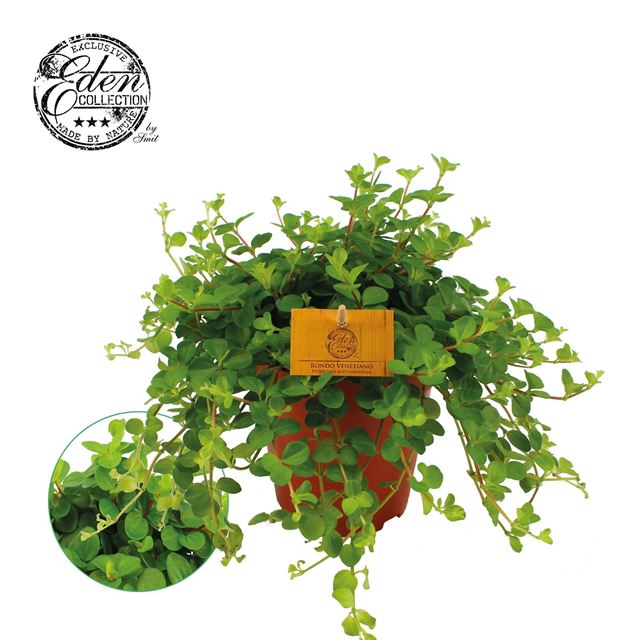 Picture of PEPEROMIA ROTUNDIFOLIA