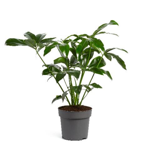 Picture of Philodendron fun bun