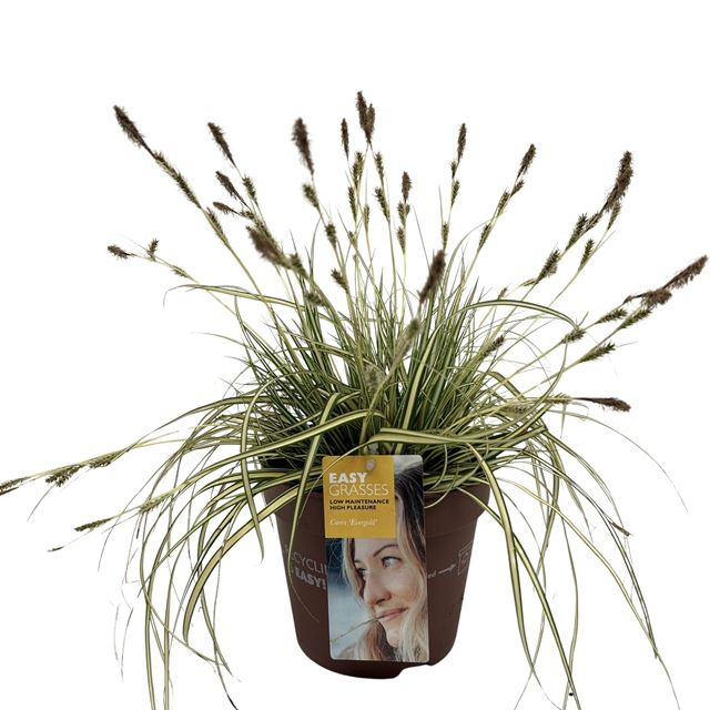 Picture of Carex oshimensis evergold