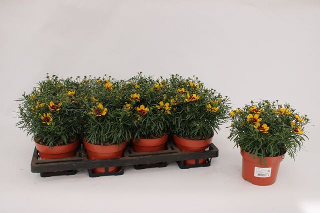 Picture of Coreopsis verticillata red gold