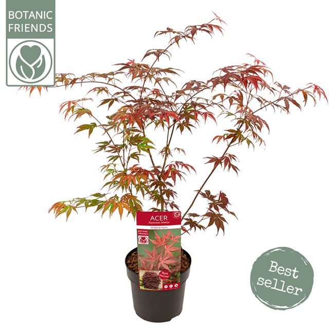 Picture of ACER PALMATUM ATROPURPUREUM