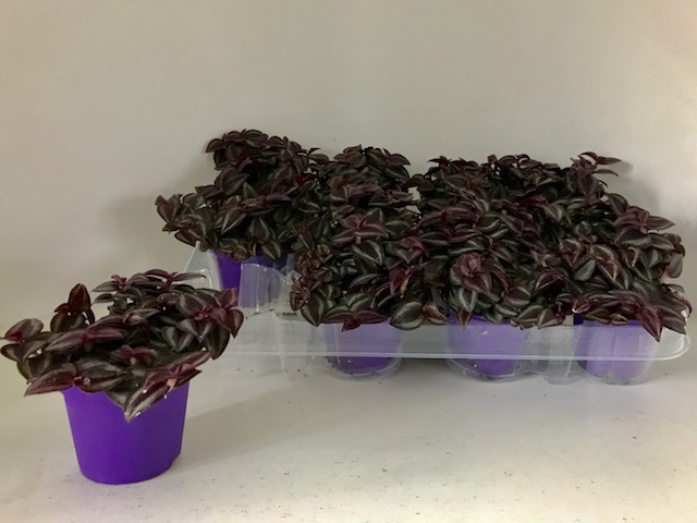 Picture of TRADESCANTIA PALLIDA PURPLE PASSION PURPLE POT