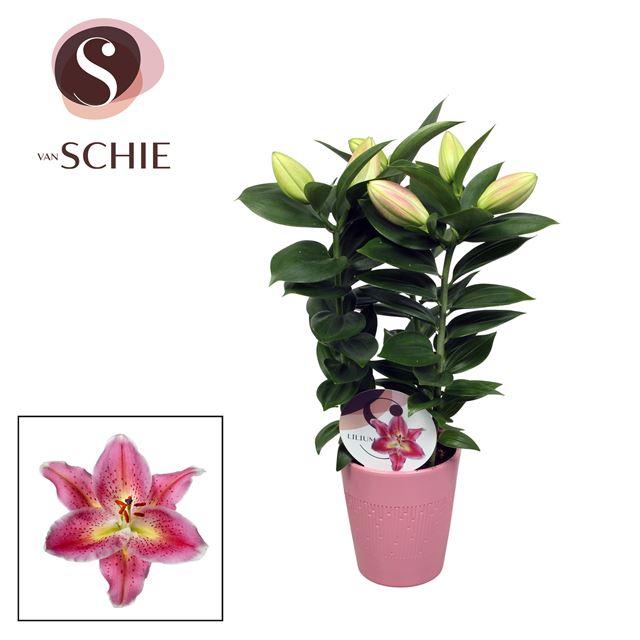Picture of Lilium orientalis 03pp pink in ceramic