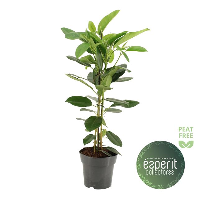 Picture of Ficus microcarpa fuji