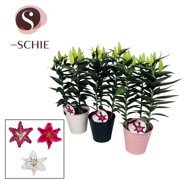 Picture of LILLIUM ORIENTAL MIX IN ZINC